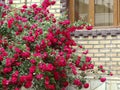 Red climbing roses twine along the wall of the house Royalty Free Stock Photo