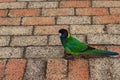 Red clinker stones texture background with green ring-neck parrot