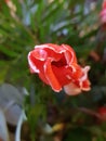 Red closed flower with white brims