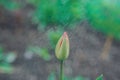 Red closed tulip bud with wet large droplets in the rain on a flowerbed in a home garden close-up, faded tint, selective focus, Royalty Free Stock Photo