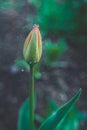 Red closed tulip bud with wet large droplets in the rain on a flowerbed in a home garden close-up, faded tint, selective focus, Royalty Free Stock Photo