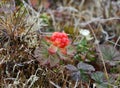 Red cloudberry on a background of foliage