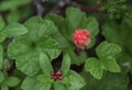 Red cloudberry on a background of green leaves Royalty Free Stock Photo