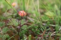 Red cloudberry on a background of green leaves Royalty Free Stock Photo