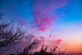 Red clouds at sunset through branches on a blue sky