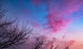 Red clouds at sunset through branches on a blue sky