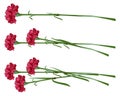 Red clove. Bouquet of carnations. Set carnation flowers