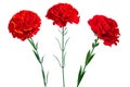Red clove. Plastic artificial red flowers. Three carnation flower isolated on white
