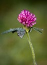 Red Clover