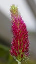 Red clover in bloom Royalty Free Stock Photo