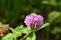 Red clover