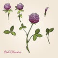 Red clover botanical image. For books, stickers, posters, web design