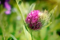 Red clover.