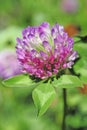 A close up view of a red clover flower.