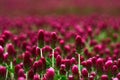 Red Clover fields in the summer time , close up with detail Royalty Free Stock Photo