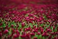 Red Clover fields in the summer time , close up with detail Royalty Free Stock Photo