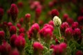 Red Clover fields in the summer time , close up with detail Royalty Free Stock Photo