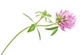 Red clover flower