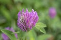 Red clover flower on a background of green grass. Blooming bud of meadow clover close-up. Macro Royalty Free Stock Photo