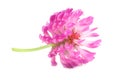 Red Clover Flower Close-Up Royalty Free Stock Photo