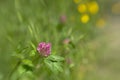 Red clover flower close-up, with lensbaby blur effect in background - Trifolium pratense Royalty Free Stock Photo