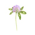 Red clover, flower, drawing by colored pencils Royalty Free Stock Photo