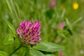 Red clover flower close-up - Trifolium pratense Royalty Free Stock Photo