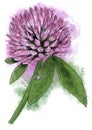 red clover flower hand drawn with watercolors