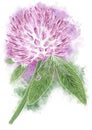red clover flower hand drawn with watercolors