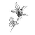 Red Clover Flower for honey extraction in vintage style. Sketch of Trifolium. Drawing of Pratense. Botanical vector Royalty Free Stock Photo