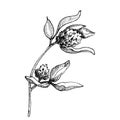 Red Clover Flower for honey extraction in vintage style. Sketch of Trifolium. Drawing of Pratense. Botanical vector Royalty Free Stock Photo
