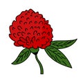 Red clover flower illustration vector isolated