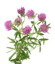 Red clover flower isolated Royalty Free Stock Photo