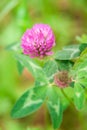 Red clover flower in light green field Royalty Free Stock Photo