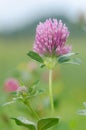 Red clover flower macro Royalty Free Stock Photo