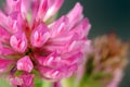 Red Clover Flower Macro Royalty Free Stock Photo