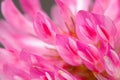 Red Clover Flower Macro Royalty Free Stock Photo