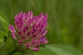 Red clover flower macro - Trifolium pratense Royalty Free Stock Photo