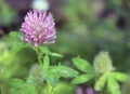 Red clover flower in the meadow Royalty Free Stock Photo