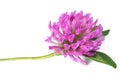 Red clover flower