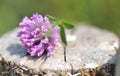 Red clover flower Royalty Free Stock Photo