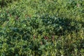 Red Clover Flowers Background. Royalty Free Stock Photo