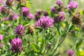 Red clover flowers field