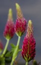 Red clover flowers Royalty Free Stock Photo