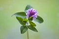 Red clover on green, used as a medicinal herb