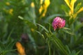 Red clover at sunset Royalty Free Stock Photo