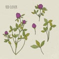 Red clover medical botanical isolated illustration. Plant, leaves, flowers hand drawn set. Vintage sketch colorful.