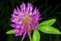 Red clover, medicinal plant