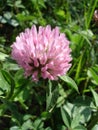 Red clover pink flower  macro, Trifolium pratense Royalty Free Stock Photo