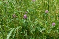Red clover Royalty Free Stock Photo
